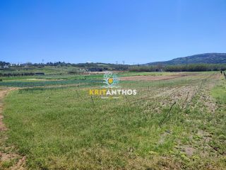 Αγροτεμάχια 10.000 τ.μ. για ενοικίαση, Ν. Ρεθύμνου, Αρκάδι-thumb-4