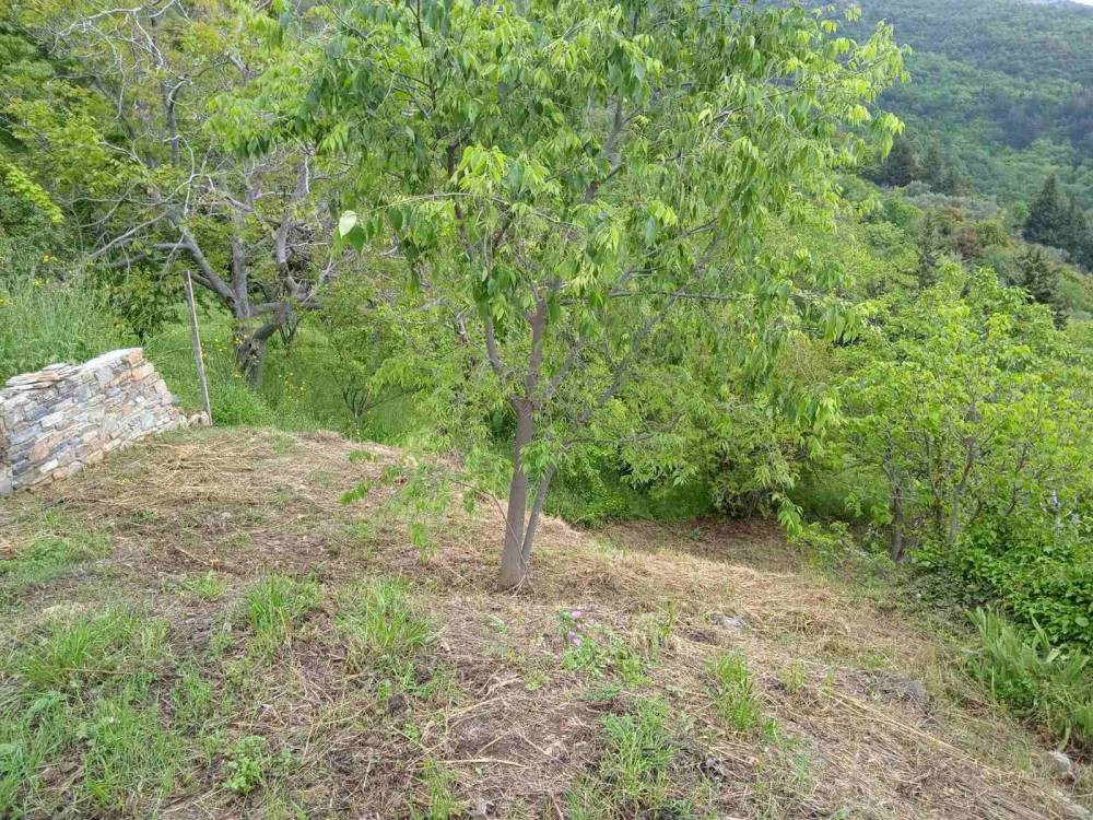 Οικόπεδο 631 τ.μ. πρός πώληση, Μαγνησία, Πορταριά