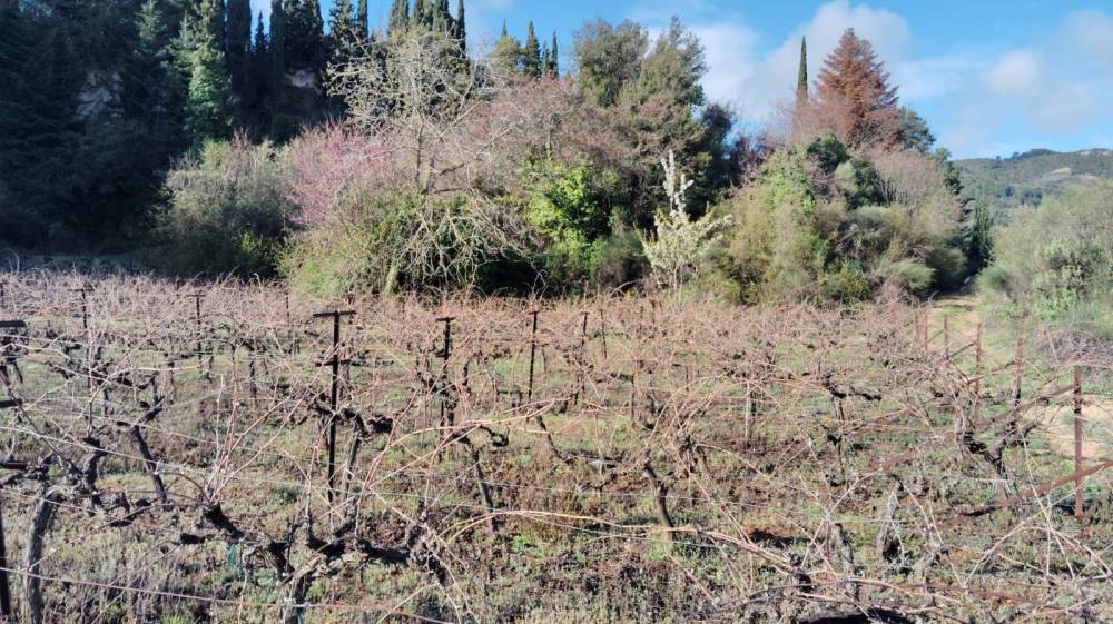 Αγροτεμάχια 9.506 τ.μ. πρός πώληση, Κορινθία, Ξυλόκαστρο
