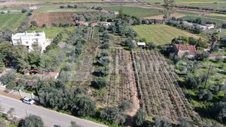 Αγροτεμάχια 6.279 τ.μ. για πώληση, Μεσσηνία, Μεσσήνη-thumb-1