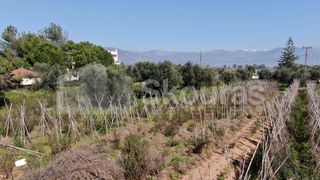 Αγροτεμάχια 6.279 τ.μ. για πώληση, Μεσσηνία, Μεσσήνη-thumb-9