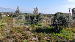 Αγροτεμάχια 6.279 τ.μ. για πώληση, Μεσσηνία, Μεσσήνη-thumb-22