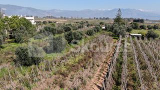Αγροτεμάχια 6.279 τ.μ. για πώληση, Μεσσηνία, Μεσσήνη-thumb-28