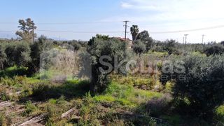Αγροτεμάχια 6.279 τ.μ. για πώληση, Μεσσηνία, Μεσσήνη-thumb-24