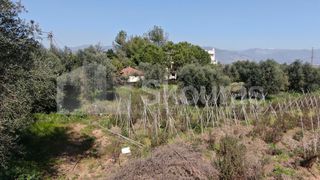 Αγροτεμάχια 6.279 τ.μ. για πώληση, Μεσσηνία, Μεσσήνη-thumb-17