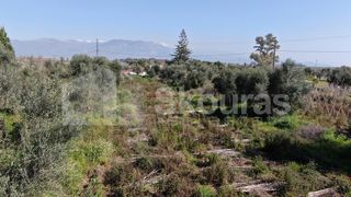 Αγροτεμάχια 6.279 τ.μ. για πώληση, Μεσσηνία, Μεσσήνη-thumb-21