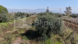 Αγροτεμάχια 6.279 τ.μ. για πώληση, Μεσσηνία, Μεσσήνη-thumb-15