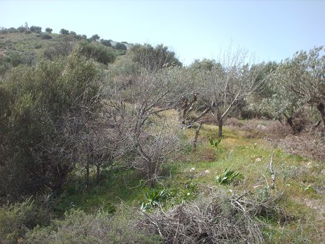 Land plot 12.000sqm for sale-Heraclion Cretes » Drakouliaris