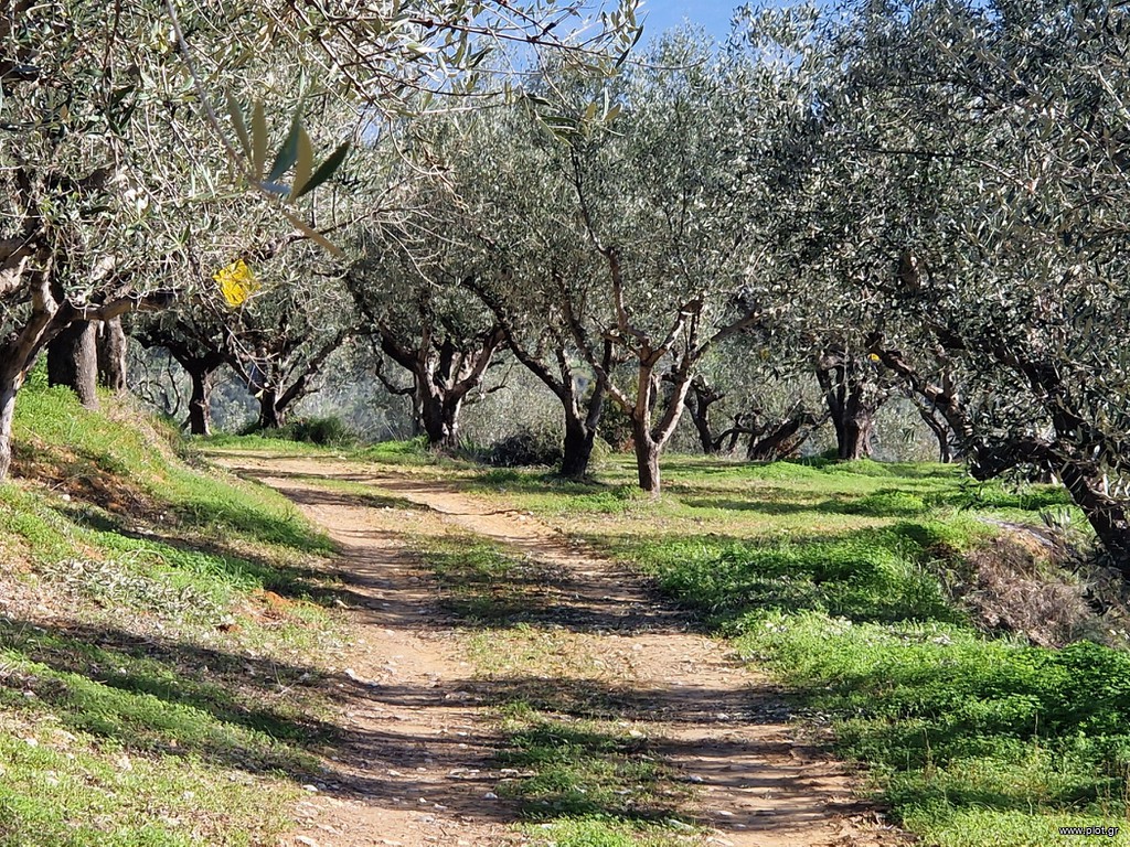 Αγροτεμάχια 19.000 τ.μ. πρός πώληση, Μεσσηνία, Μεσσήνη