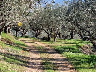 Αγροτεμάχια 19.000 τ.μ. για πώληση