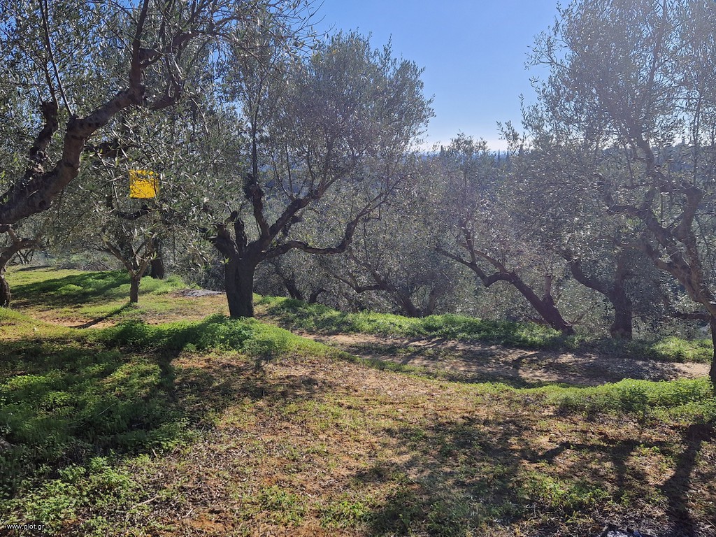Αγροτεμάχια 19.000 τ.μ. πρός πώληση, Μεσσηνία, Μεσσήνη