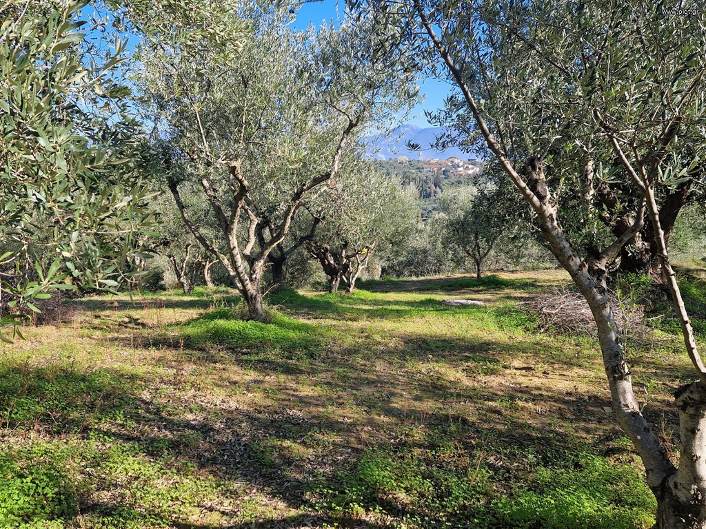 Αγροτεμάχια 19.000 τ.μ. πρός πώληση, Μεσσηνία, Μεσσήνη