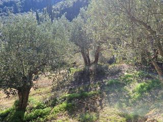 Αγροτεμάχια 19.000 τ.μ. προς πώληση, Ξάγναντο Μεσσήνης-thumb-9
