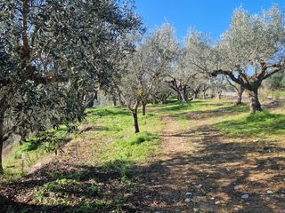 Αγροτεμάχια 19.000 τ.μ. προς πώληση, Ξάγναντο Μεσσήνης-thumb-13