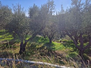 Αγροτεμάχια 19.000 τ.μ. προς πώληση, Ξάγναντο Μεσσήνης-thumb-16