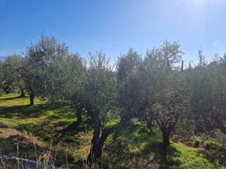 Αγροτεμάχια 19.000 τ.μ. προς πώληση, Ξάγναντο Μεσσήνης-thumb-17