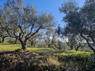 Αγροτεμάχια 19.000 τ.μ. προς πώληση, Ξάγναντο Μεσσήνης-thumb-20
