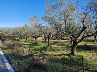 Αγροτεμάχια 19.000 τ.μ. προς πώληση, Ξάγναντο Μεσσήνης-thumb-24