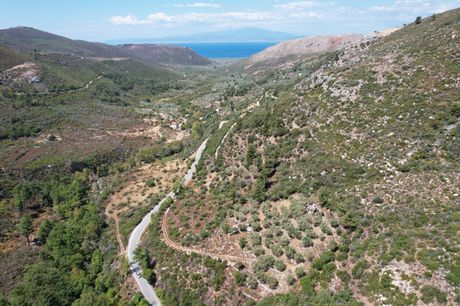 Αγροτεμάχια 510τ.μ. για πώληση-Θάσος » Μικρός πρίνος