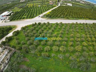 Οικόπεδο 4.160 τ.μ. για πώληση, Αργολίδα, Νέα Τίρυνθα-thumb-5