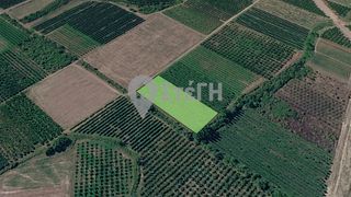 Αγροτεμάχια 3.640 τ.μ. για πώληση, Πέλλα, Σκύδρα-thumb-10