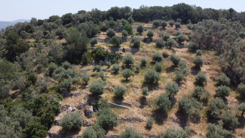 Αγροτεμάχια 9.090 τ.μ. προς πώληση, Ελλόμενο