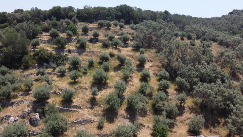 Αγροτεμάχια 9.090 τ.μ. προς πώληση, Ελλόμενο