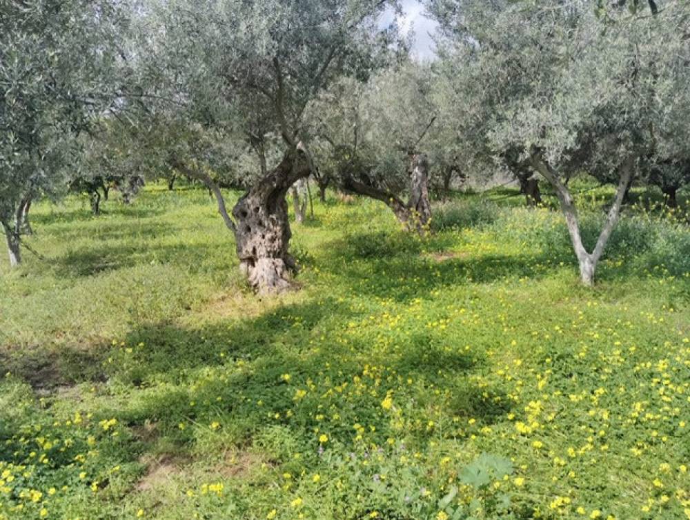 Οικόπεδο 562 τ.μ. πρός πώληση, Κορινθία, Σικυώνα