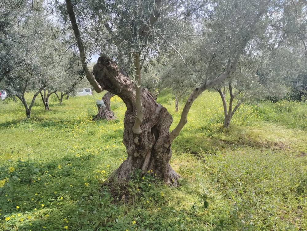 Οικόπεδο 562 τ.μ. πρός πώληση, Κορινθία, Σικυώνα