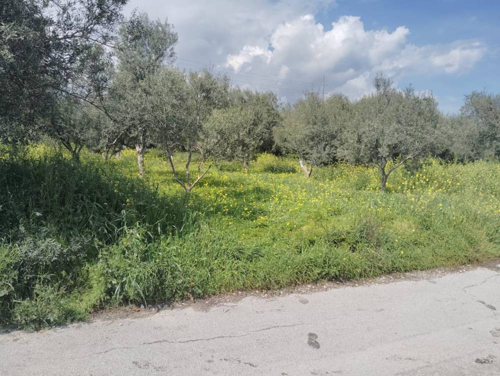 Οικόπεδο 562 τ.μ. πρός πώληση, Κορινθία, Σικυώνα