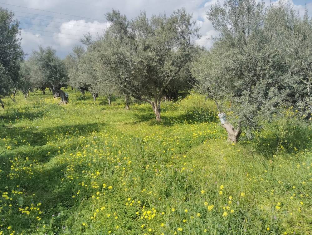 Οικόπεδο 562 τ.μ. πρός πώληση, Κορινθία, Σικυώνα