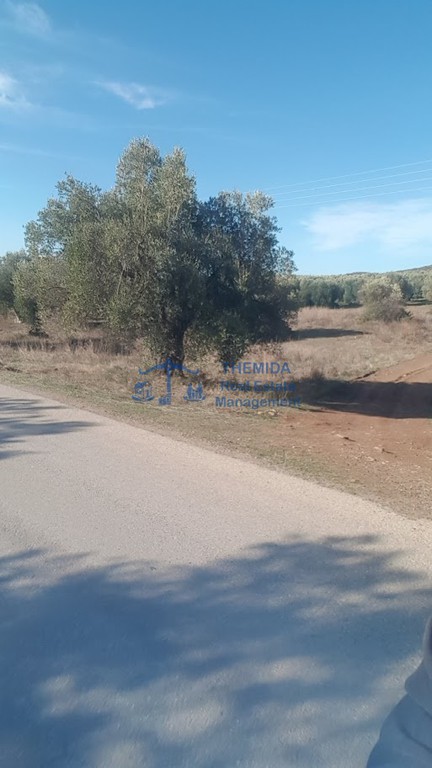 Αγροτεμάχια 4.000 τ.μ. προς πώληση, Κέντρο Ορμύλιας