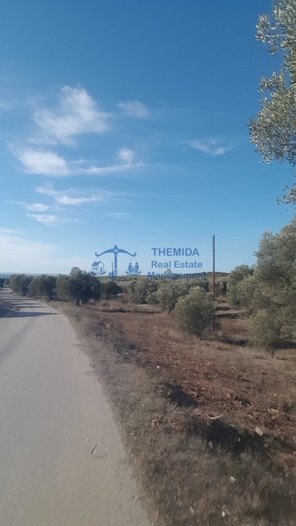 Αγροτεμάχια 4.000 τ.μ. προς πώληση, Κέντρο Ορμύλιας