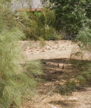 Οικόπεδο 227τ.μ. για πώληση-Βάρη- βάρκιζα » Ασύρματος αλίανθου