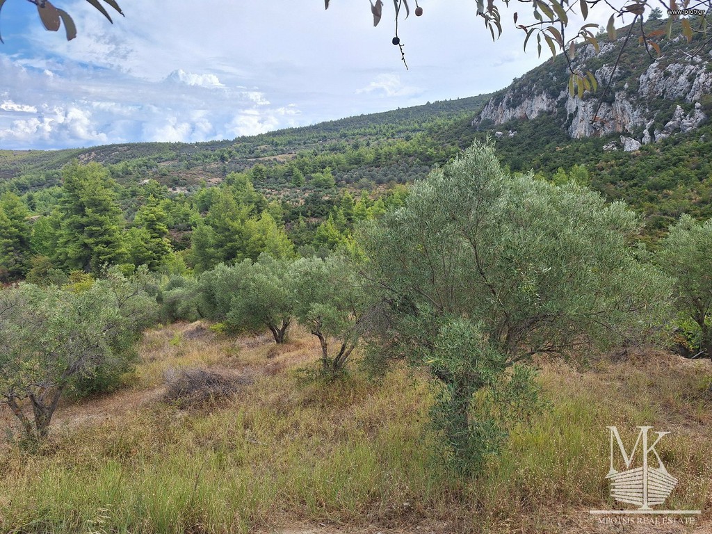 Αγροτεμάχια 13.500 τ.μ. πρός πώληση, Αττική - Υπόλοιπο, Μαρκόπουλο Ωρωπού