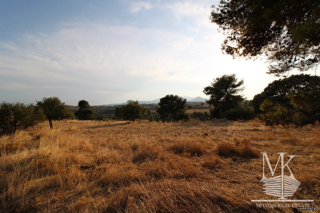 Αγροτεμάχια 4.000 τ.μ. πρός πώληση, Αττική - Υπόλοιπο, Κ. Καπανδριτίου