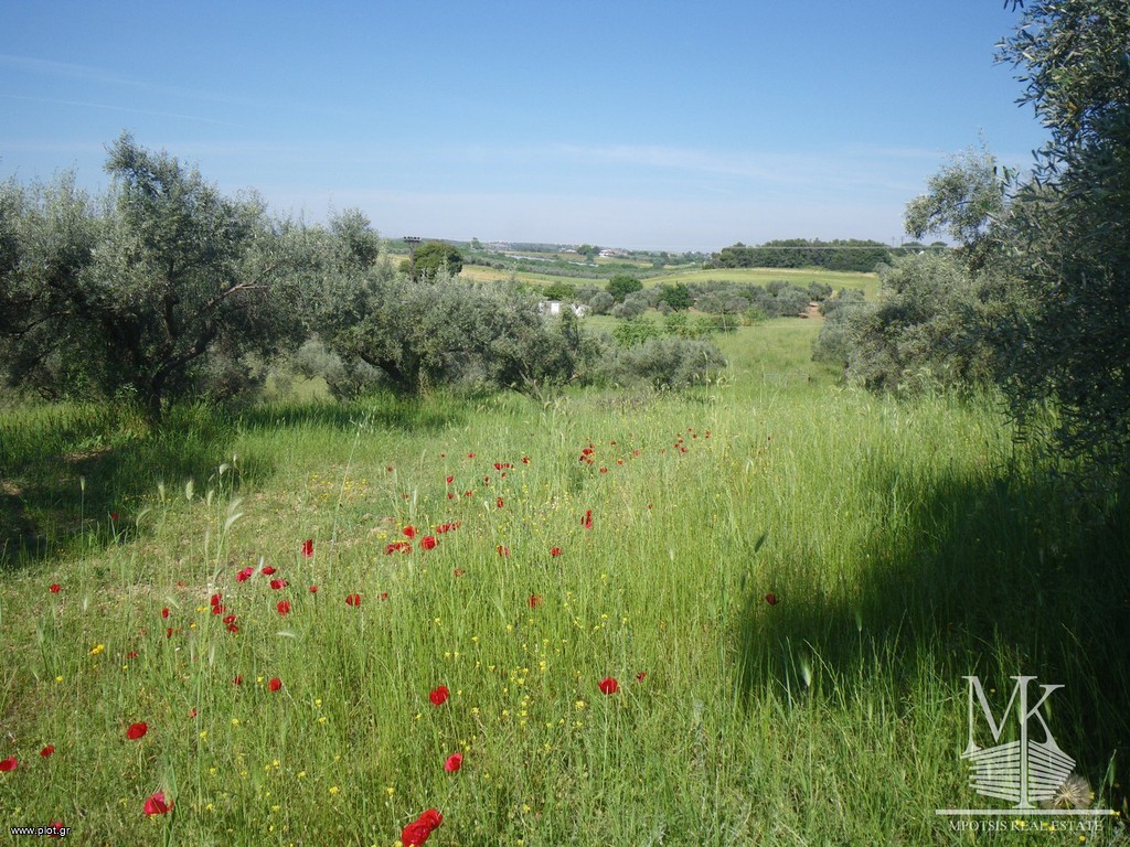 Αγροτεμάχια 4.107 τ.μ. πρός πώληση, Αττική - Υπόλοιπο, Συκάμινο