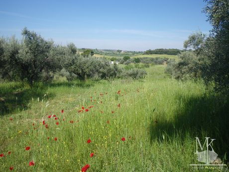 Αγροτεμάχια 4.107 τ.μ. για πώληση