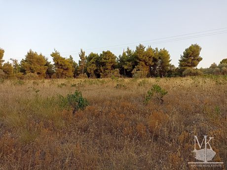 Αγροτεμάχια 4.000 τ.μ. για πώληση