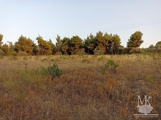 Αγροτεμάχια 4.000 τ.μ. για πώληση