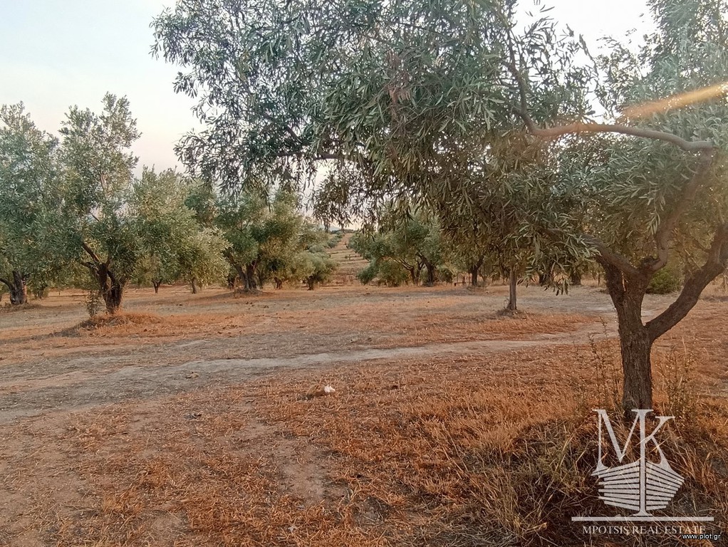 Αγροτεμάχια 4.001 τ.μ. πρός πώληση, Αττική - Υπόλοιπο, Συκάμινο
