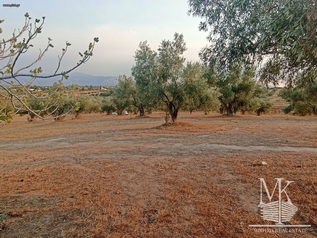 Αγροτεμάχια 4.001 τ.μ. πρός πώληση, Αττική - Υπόλοιπο, Συκάμινο