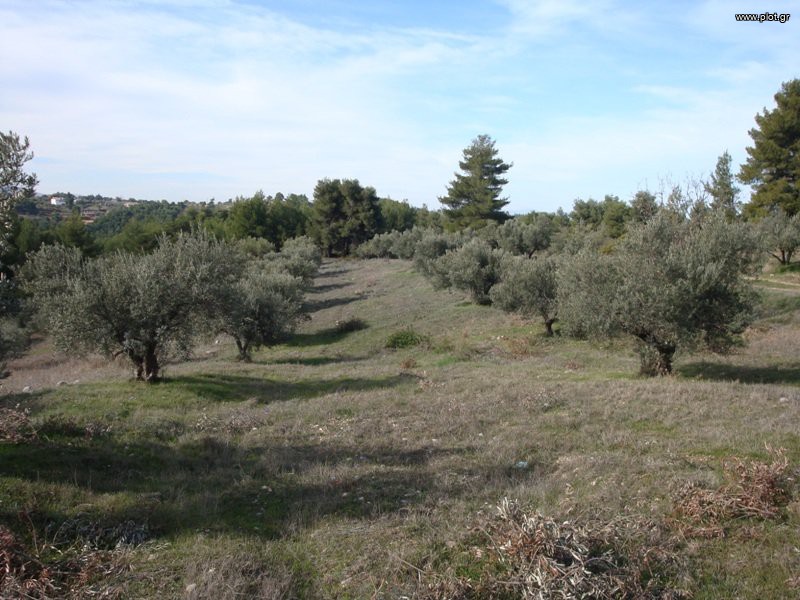 Αγροτεμάχια 2.800 τ.μ. πρός πώληση, Αττική - Υπόλοιπο, Μαρκόπουλο Ωρωπού