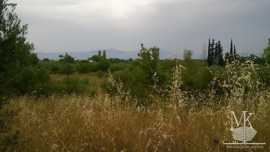 Αγροτεμάχια 3.500 τ.μ. πρός πώληση, Αττική - Υπόλοιπο, Ωρωπός