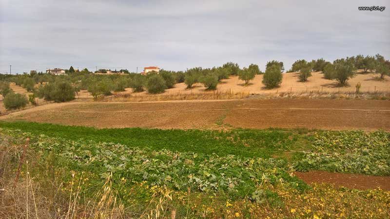 Αγροτεμάχια 6.235 τ.μ. πρός πώληση, Αττική - Υπόλοιπο, Συκάμινο