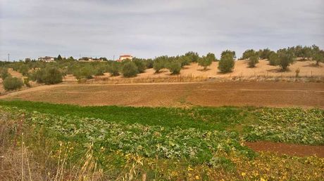 Αγροτεμάχια 6.235 τ.μ. για πώληση
