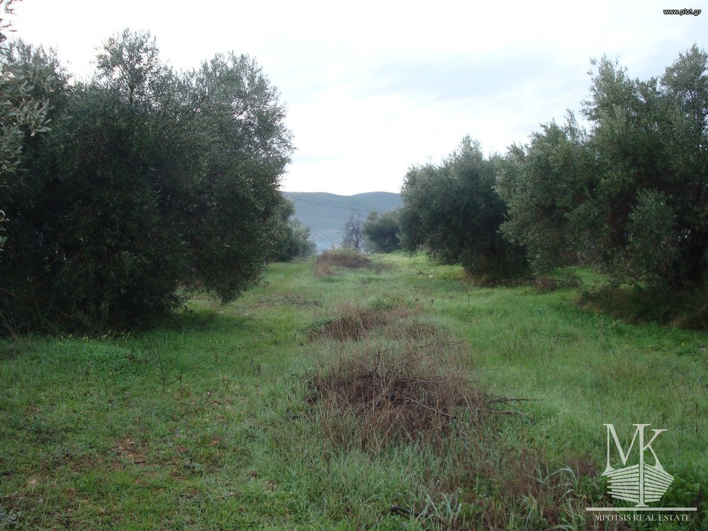 Οικόπεδο 1.300 τ.μ. πρός πώληση, Αττική - Υπόλοιπο, Συκάμινο