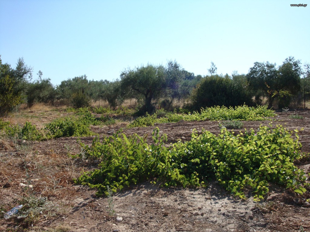 Οικόπεδο 585 τ.μ. πρός πώληση, Αττική - Υπόλοιπο, Μαρκόπουλο Ωρωπού