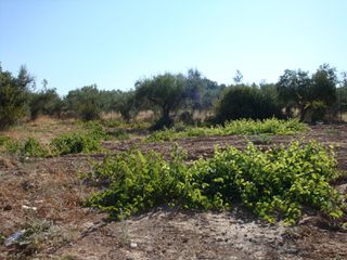 Οικόπεδο 585 τ.μ. για πώληση