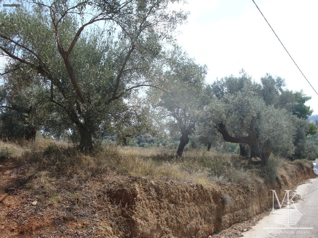 Αγροτεμάχια 2.050 τ.μ. πρός πώληση, Αττική - Υπόλοιπο, Μαρκόπουλο Ωρωπού